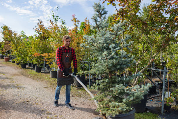 Best Tree Disease Treatment  in Wayland, IA